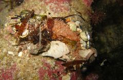 Lipotrapeza vestiens