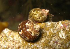 Phasianella ventricosa