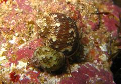Phasianella ventricosa