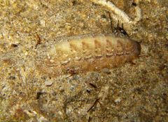 Ischnochiton cariosus