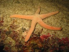 Pseudonepanthia troughtoni