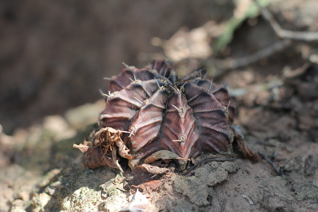 Gymnocalycium mihanovichii, Bermejo, Formosa, Argentina