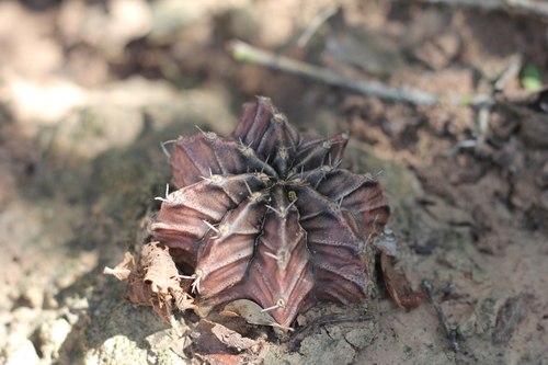 Gymnocalycium mihanovichii