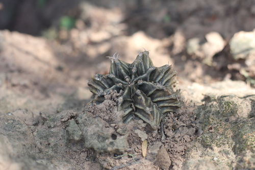 Gymnocalycium mihanovichii