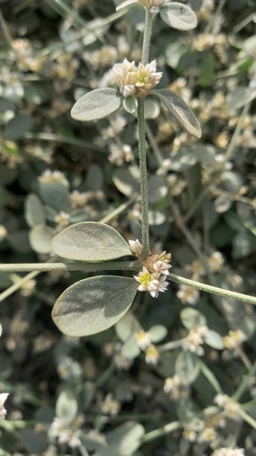 Image of Alternanthera halimifolia by (c) Álvaro Parra Valdivia, some rights reserved (CC BY)