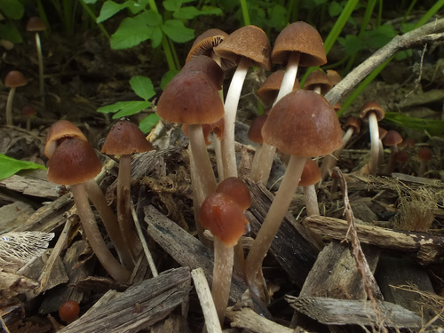 Representative image of Parasola conopilea