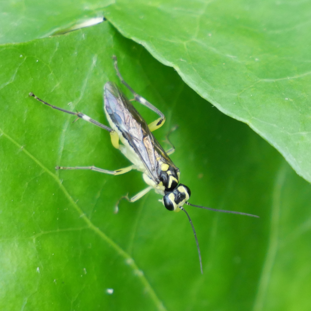 Pachyprotasis antennata