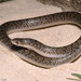 Tamaulipan Hook-nosed Snake - Photo (c) Chris Harrison, some rights reserved (CC BY-NC), uploaded by Chris Harrison