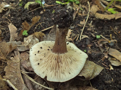 Melanoleuca polioleuca