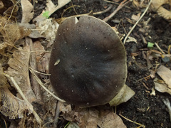 Melanoleuca polioleuca