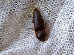 Diplostethus carolinensis