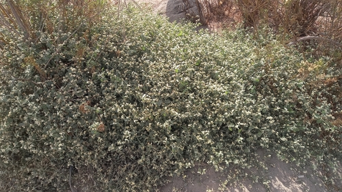 Image of Alternanthera halimifolia by (c) Álvaro Parra Valdivia, some rights reserved (CC BY)