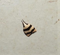 Zonopetala divisella