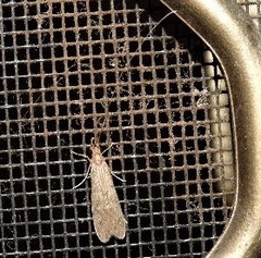 Triplectidinae