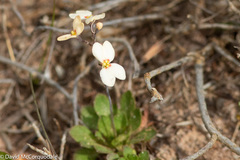 Stylidium spathulatum