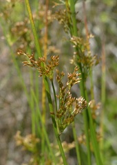 Juncus effusus pacificus