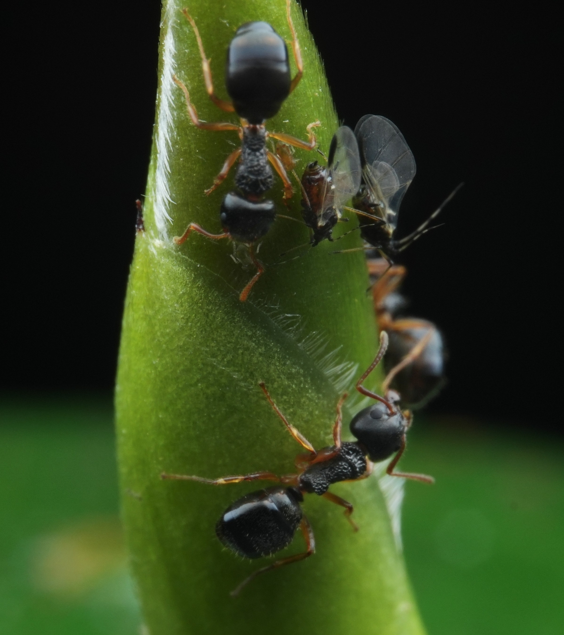 Dolichoderus squamanodus