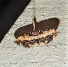 Nacoleia amphicedalis