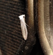 Prionopterina grammatistis