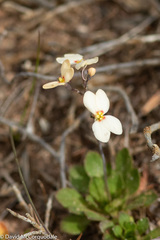 Stylidium spathulatum