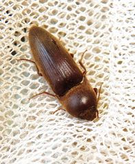 Diplostethus carolinensis