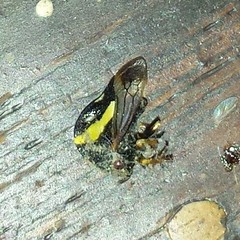 Smilia fasciata