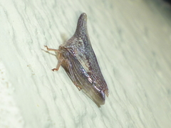 Thelia bimaculata