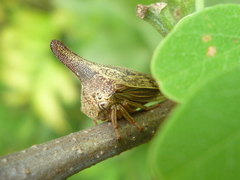 Thelia bimaculata