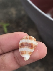 Cancellaria reticulata