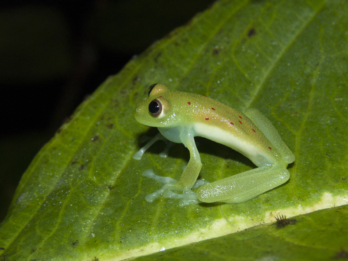 Nymphargus grandisonae