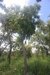 Steganotaenia araliacea