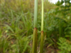 Juncus effusus effusus