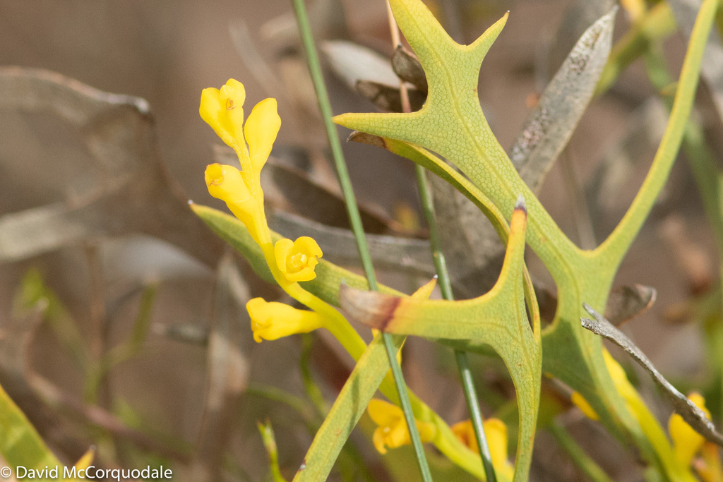 Synaphea preissii