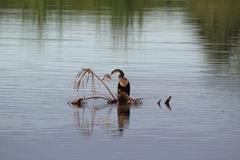 Anhinga anhinga leucogaster