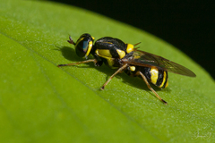 Oxycera rara