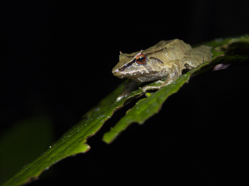 Silverstone's Robber Frog, Pristimantis silverstonei