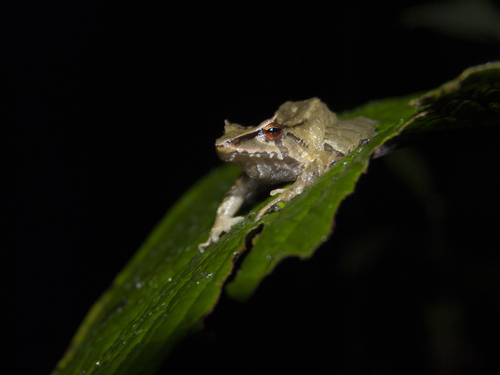 Pristimantis silverstonei