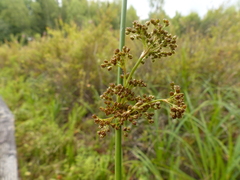 Juncus effusus effusus