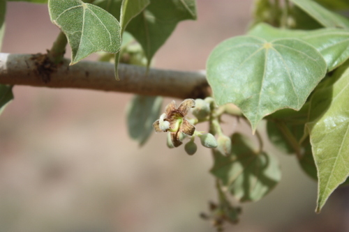Sterculia setigera