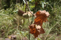 Sterculia setigera