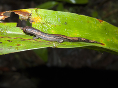 Walker's Mushroomtongue Salamander photo 1