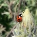 Coccinella nugatoria sonorica - Photo 由 Caracoles y cochinillas 所上傳的 (c) Caracoles y cochinillas，保留部份權利CC BY-NC
