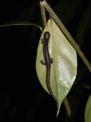 Walker's Mushroomtongue Salamander photo 2