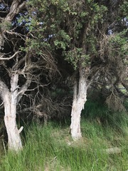 Melaleuca cuticularis