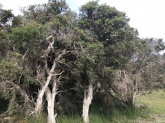 Melaleuca cuticularis