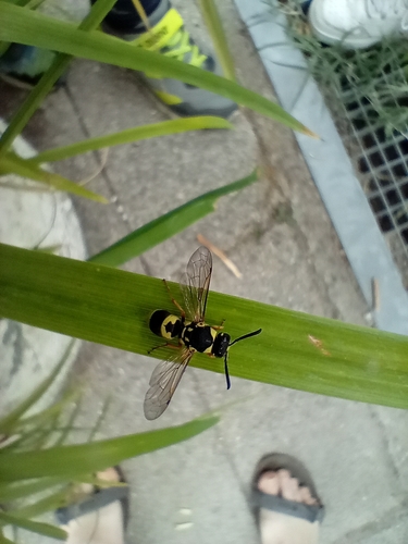 Euodynerus posticus