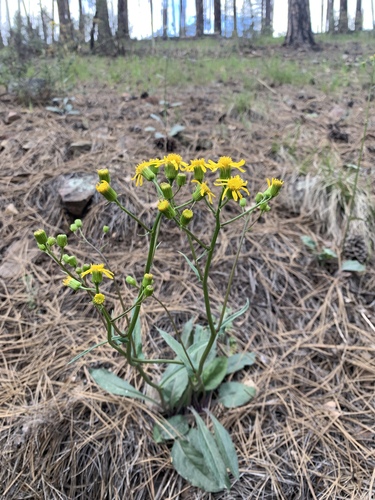 Arizona ragwort (Senecio arizonicus)