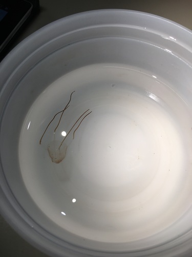 Carybdea xaymacana