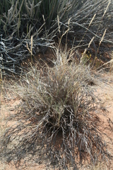 Image of Stipagrostis brevifolia