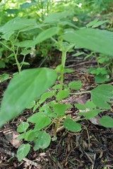 Parietaria debilis